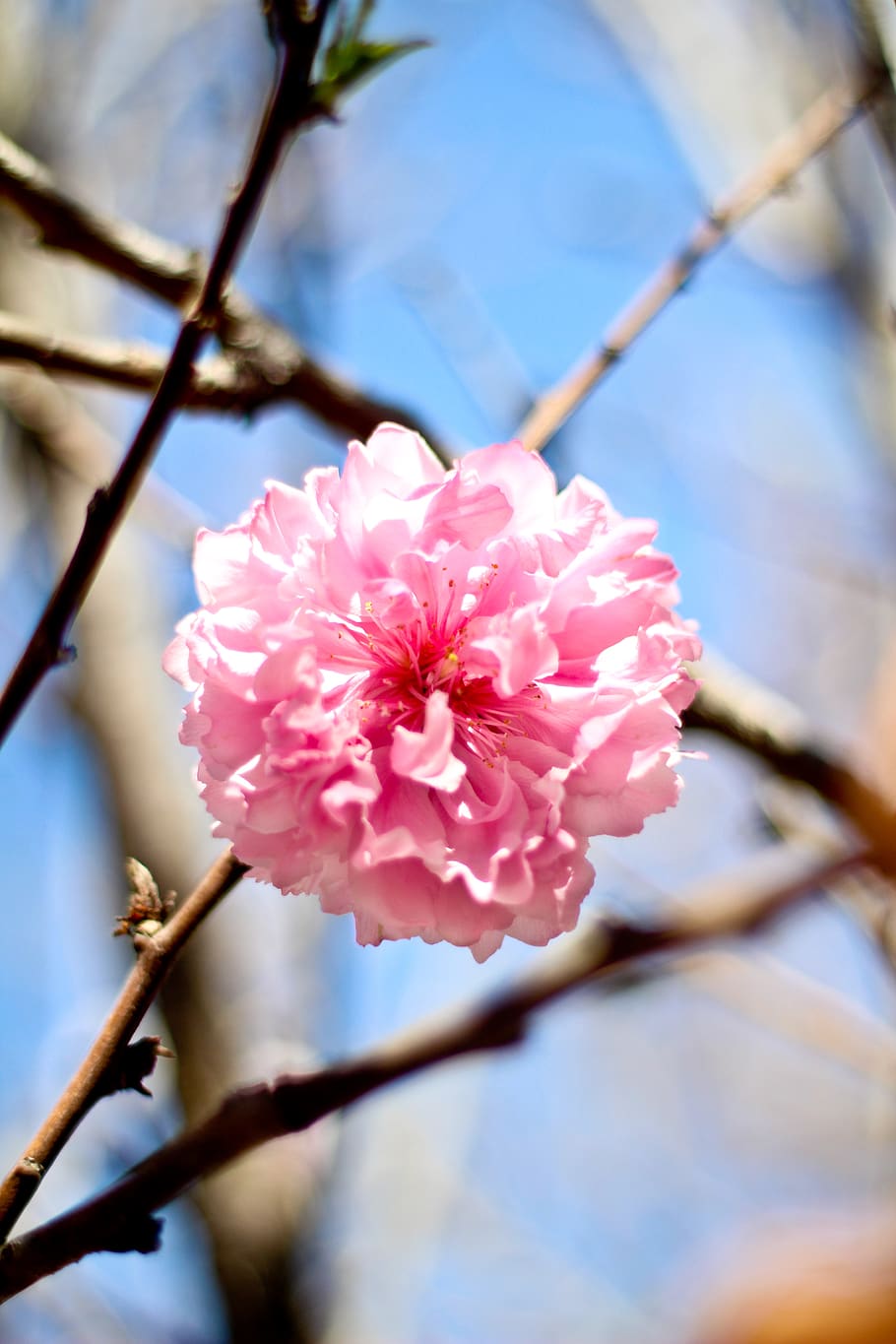 nature, flowers, tree, plant, flowering plant, beauty in nature HD wallpaper