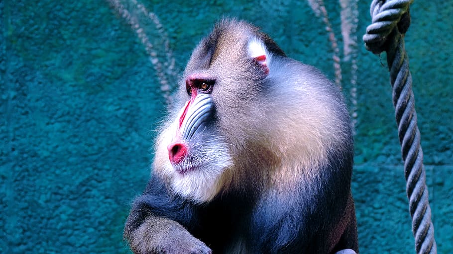 Baboon sitting beside green wall, monkey, rope, mandrill, zoo HD wallpaper