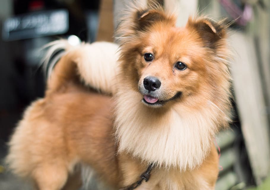 dog, animals, pet, domestic, canine, one animal, pets, domestic animals HD wallpaper