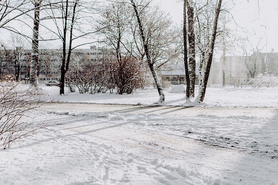 Wintery Park, white, clean, outdoor, trees, cold, snow, snowy HD wallpaper