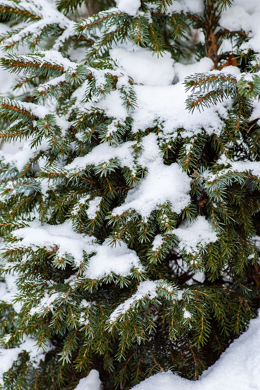 green pine tree with snow, winter, cold temperature, plant, nature HD wallpaper