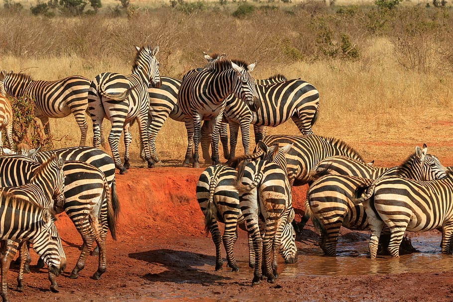 africa, kenya, zebra, safari, animal world, wild, wilderness, HD wallpaper