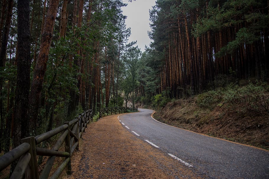 empty road, tree, direction, plant, the way forward, forest, tranquility HD wallpaper