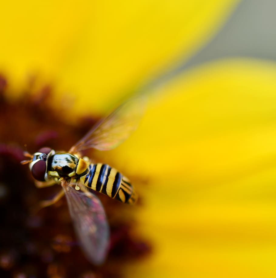 bee pollinating flower, andrena, insect, hornet, animal, wasp HD wallpaper