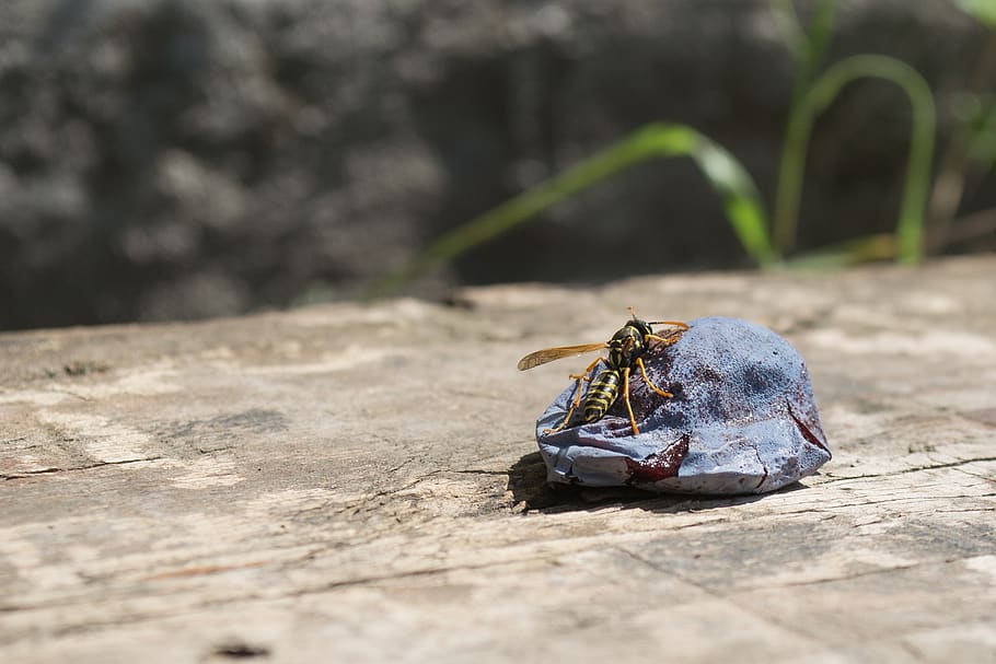 wasp, plum, fruit, insect, animal, nature, hot, summer, outdoors HD wallpaper