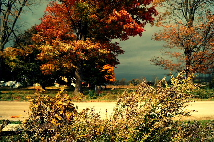canada, putnam, storm, overcast, sun, fall, trees, farm, bright HD wallpaper