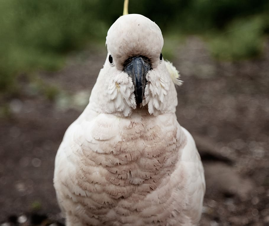 white bird, animal, blue mountains, australia, snow, nature, outdoors HD wallpaper