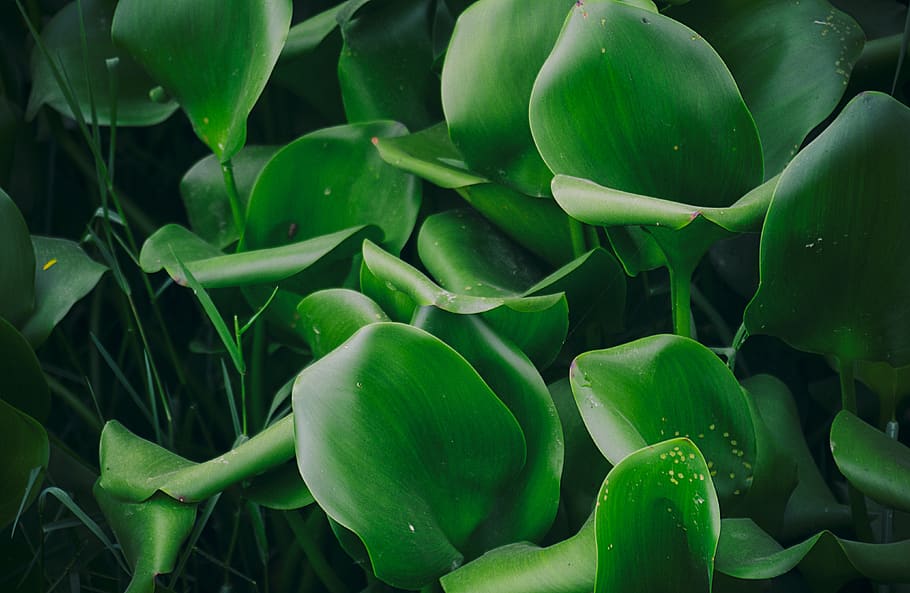 india, new delhi, leaves, gree, lake, moring, tree, nature HD wallpaper