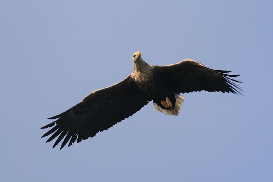 adler, bird, raptor, flying, sky, bird of prey, nature, bill HD wallpaper