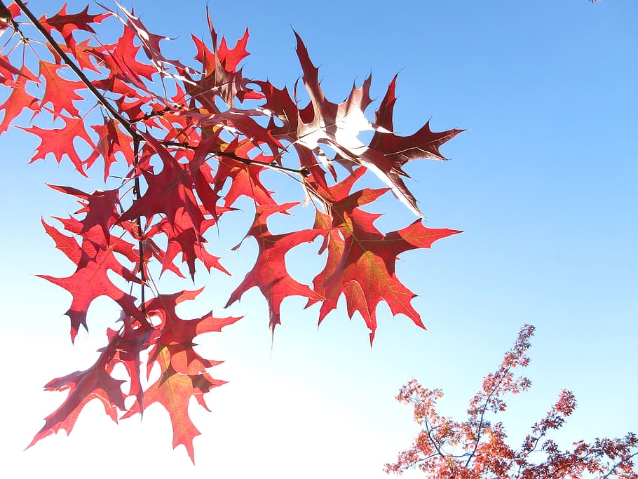 germany, berlin, autumn, plant, sky, plant part, leaf, tree HD wallpaper