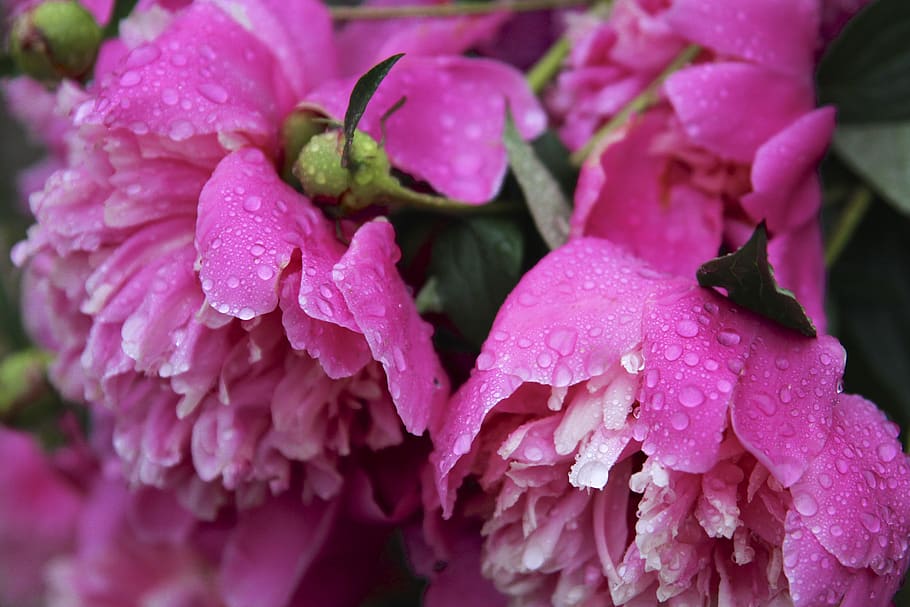 drop, flower, flowering plant, petal, beauty in nature, freshness HD wallpaper