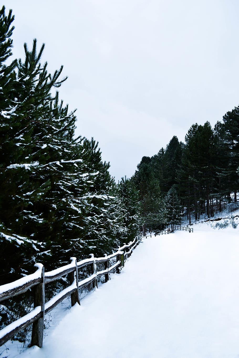snowfield between pine trees, plant, fir, abies, conifer, italy HD wallpaper