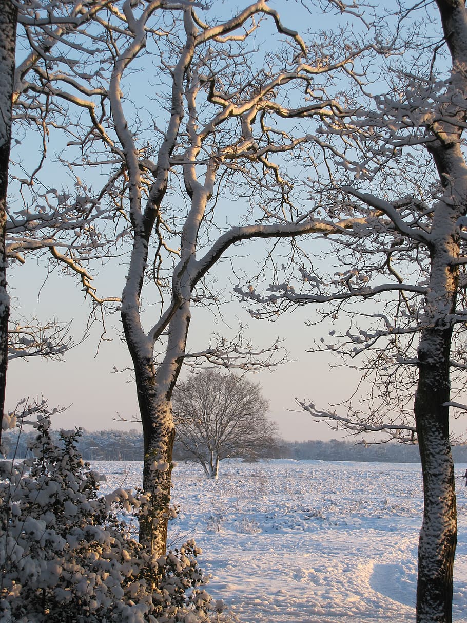 trees, snow, landscape, winter, snow landscape, scenic, plant HD wallpaper