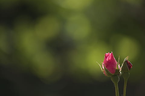 flower, nature, leaf, flora, blur, summer, bright, garden, desktop HD wallpaper