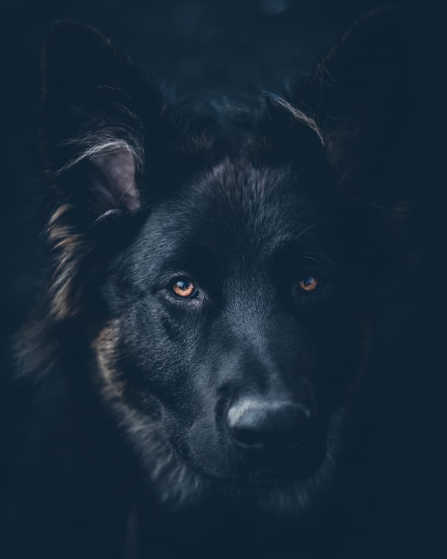 HD wallpaper: black dog, one animal, mammal, canine, domestic animals ...