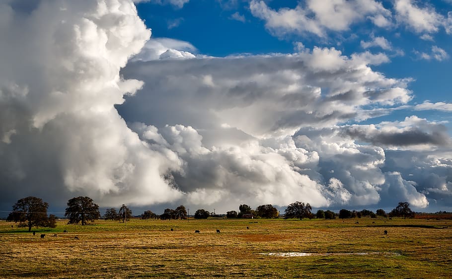 Brown Grass Field Under Cloudy Sky, beautiful, cattle, clouds HD wallpaper