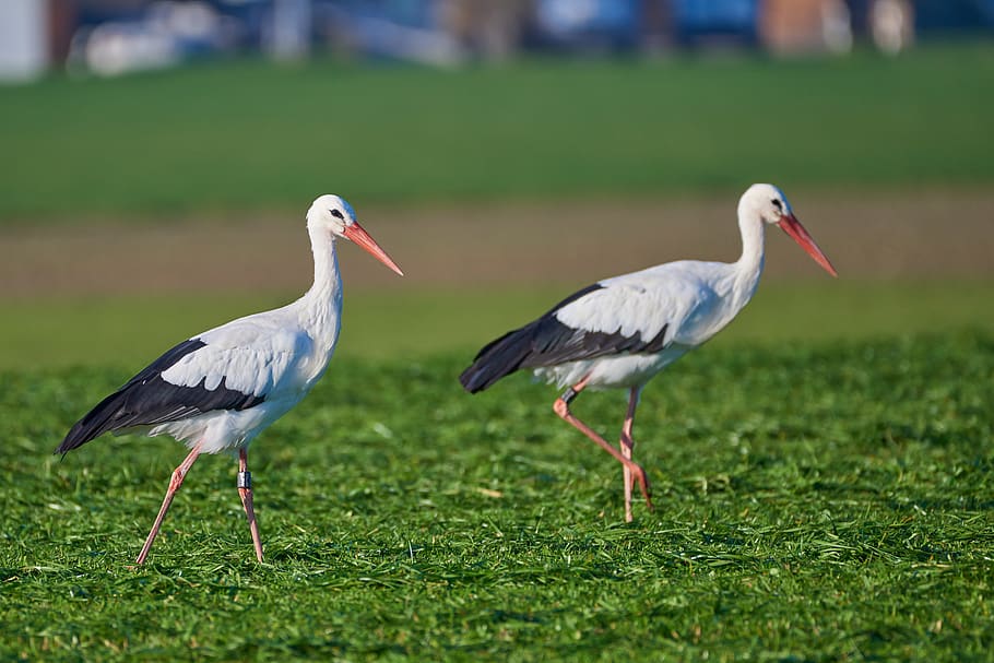 stork, pair, grass, food, nature, animal world, bird, bill HD wallpaper