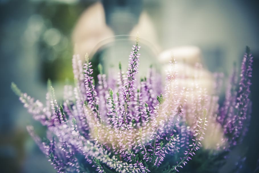 blurring, digital, camera, len, reflection, window, glass, lavender HD wallpaper