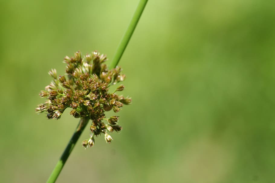 grass, rush, landscape, rest, nature, plant, grasses, green HD wallpaper
