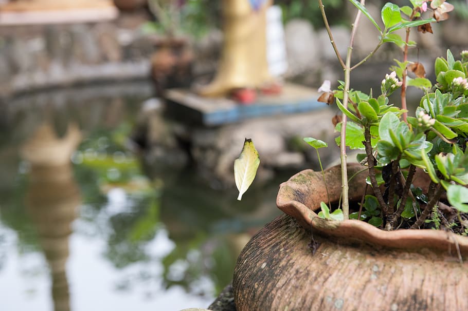 leave, green, focus on foreground, wood - material, plant, day HD wallpaper
