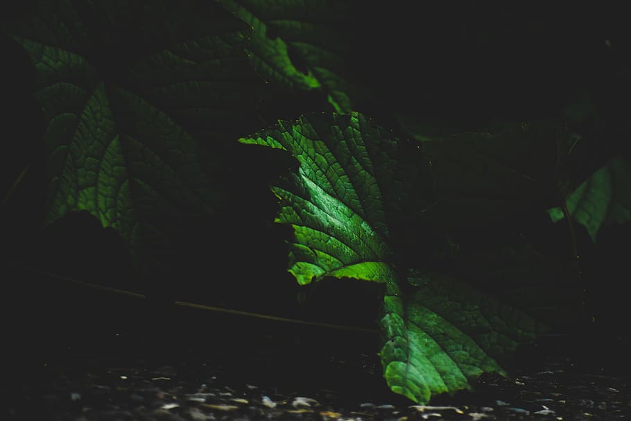 Green Leaf, Big leaf, close -up, colors, dark, environment, landscape HD wallpaper