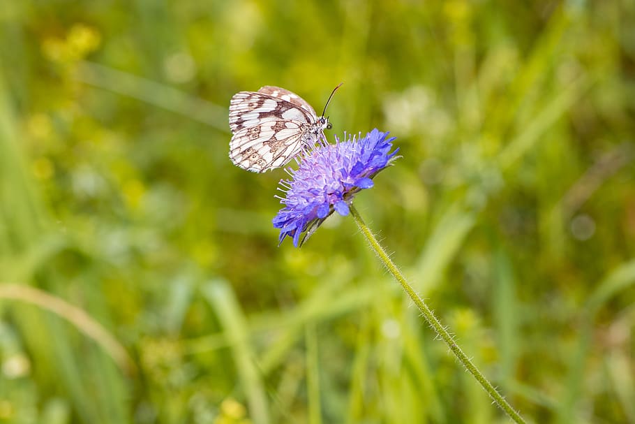 Butterfly on Flower, bloom, blossom, blur, close-up, environment HD wallpaper