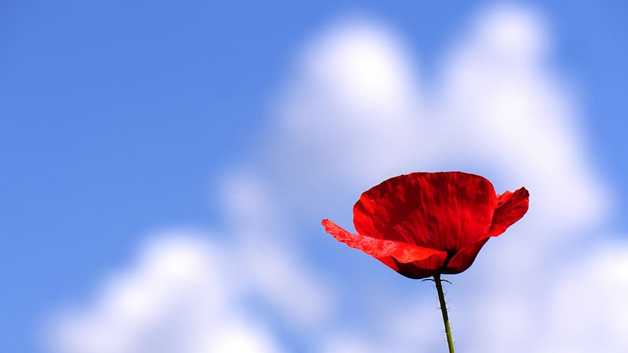 poppy, color red, cloud, flower, beauty in nature, flowering plant HD wallpaper