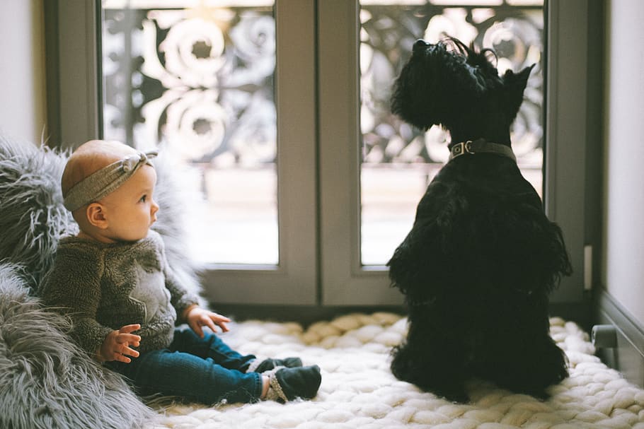 Baby Beside Scottish Terrier, adorable, animal, child, cute, dog