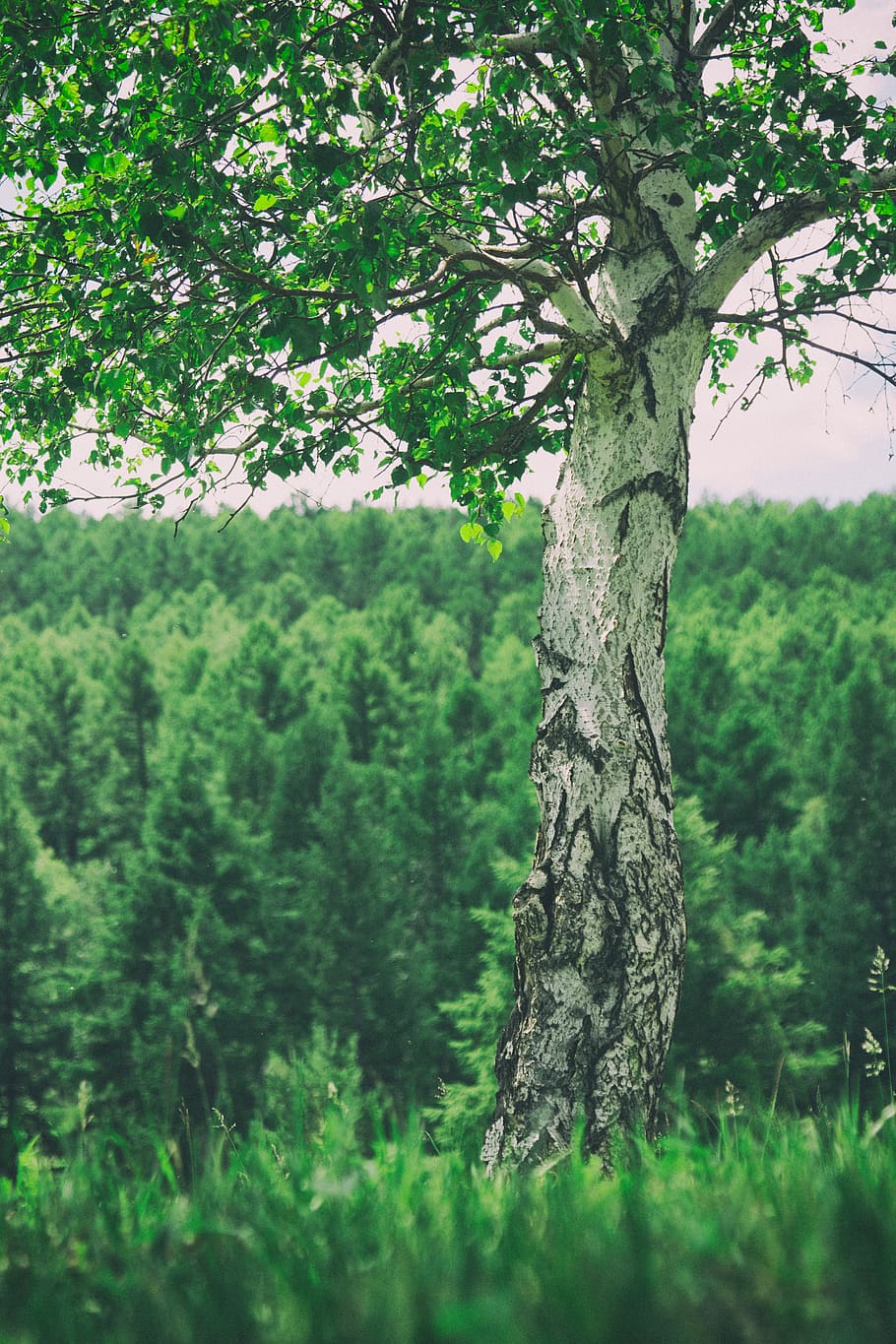 mongolia, lake, forest, green, trees, nature, beautiful, summer HD wallpaper