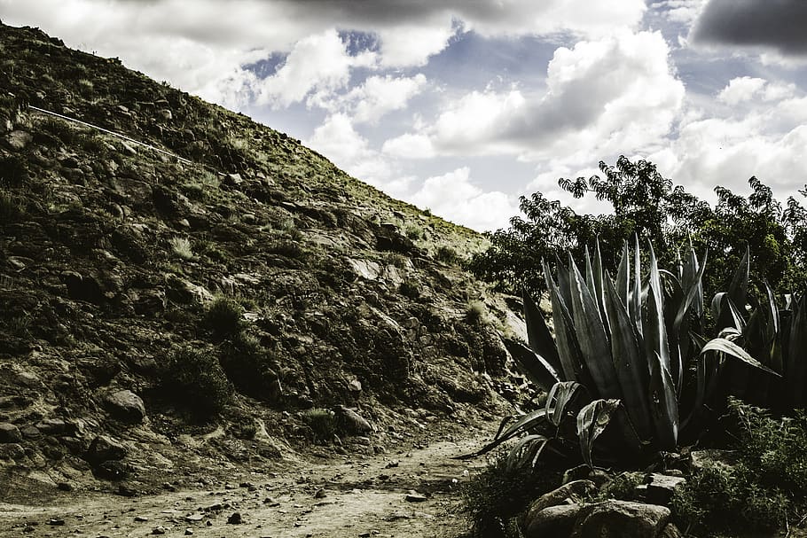lesotho, path, valley, cactus, hill, mountain, village, shrub HD wallpaper