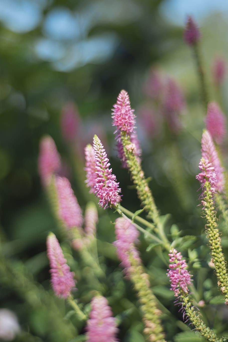 outdoors, florals, summer, spring, nature, flowers, growth HD wallpaper