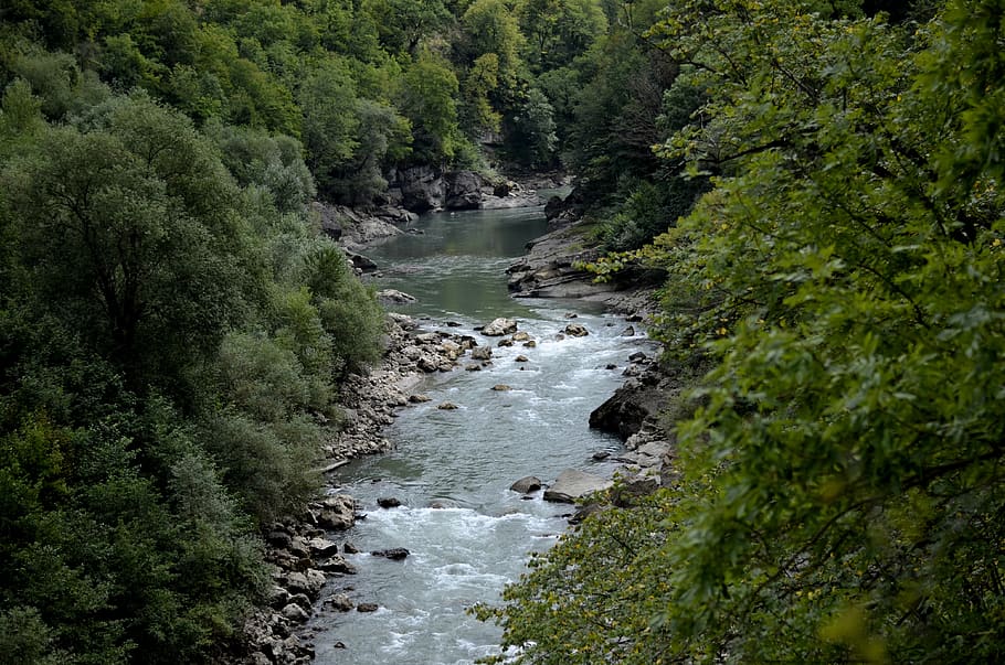 River Between Green Leaf Trees at Daytime, environment, flow HD wallpaper