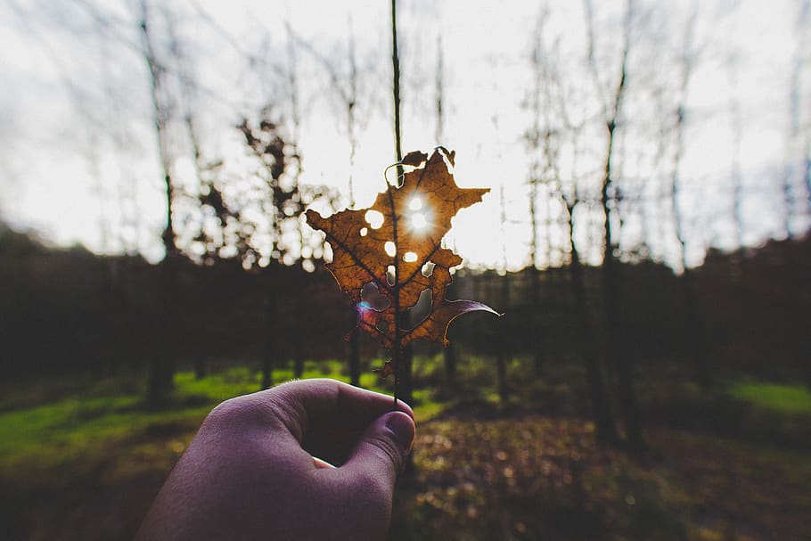 brown withered leaf, leafe, outdoor, vignette, green, blur, bokeh HD wallpaper
