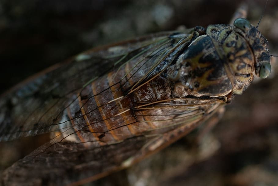 cicada, macro, close up, insects, nature, animal themes, one animal, HD wallpaper