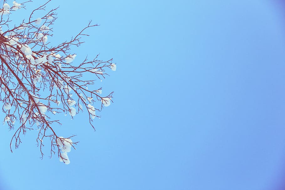 blue, sky, winter, snow, branches, trees, sunshine, christmas HD wallpaper