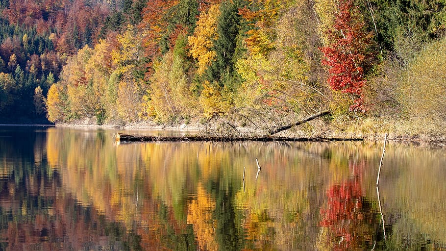forest, lake, tree, reflection, landscape, fall, autumn, mountains HD wallpaper