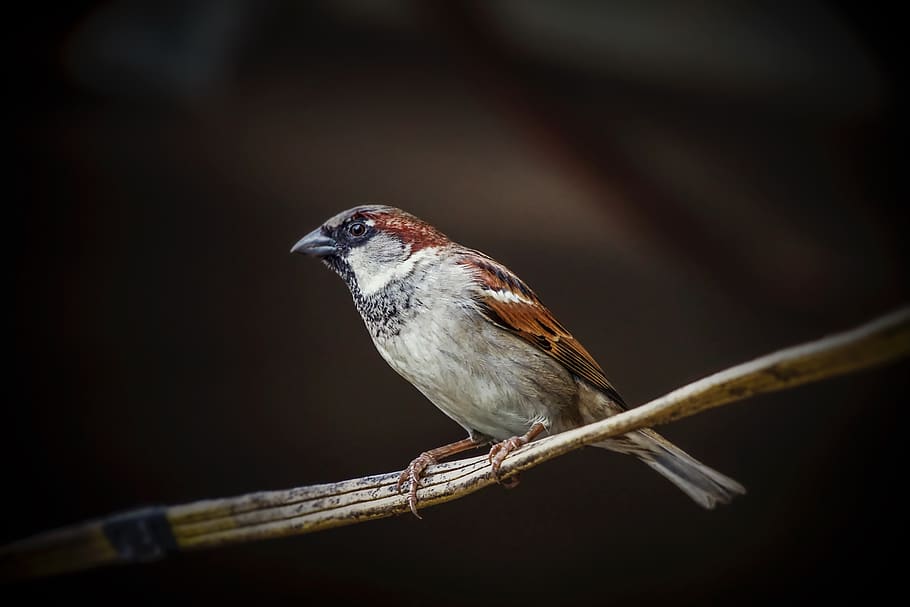 white and brown bird, sparrow, animal, miami, united states, finch