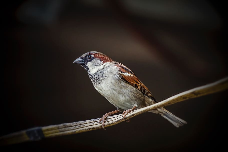 white and brown bird, sparrow, animal, miami, united states, finch HD wallpaper