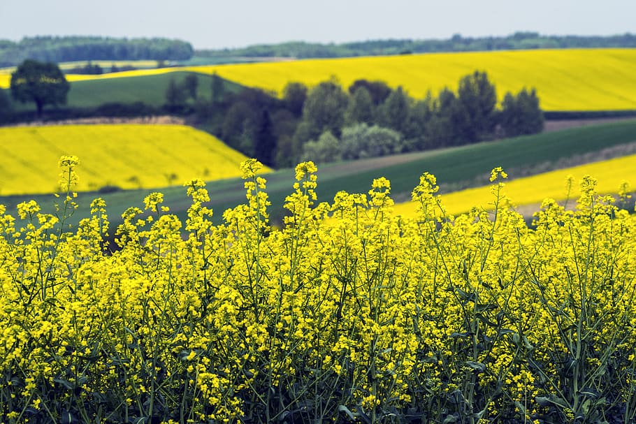 trees, green, landscape, spring, yellow, beauty in nature, field HD wallpaper