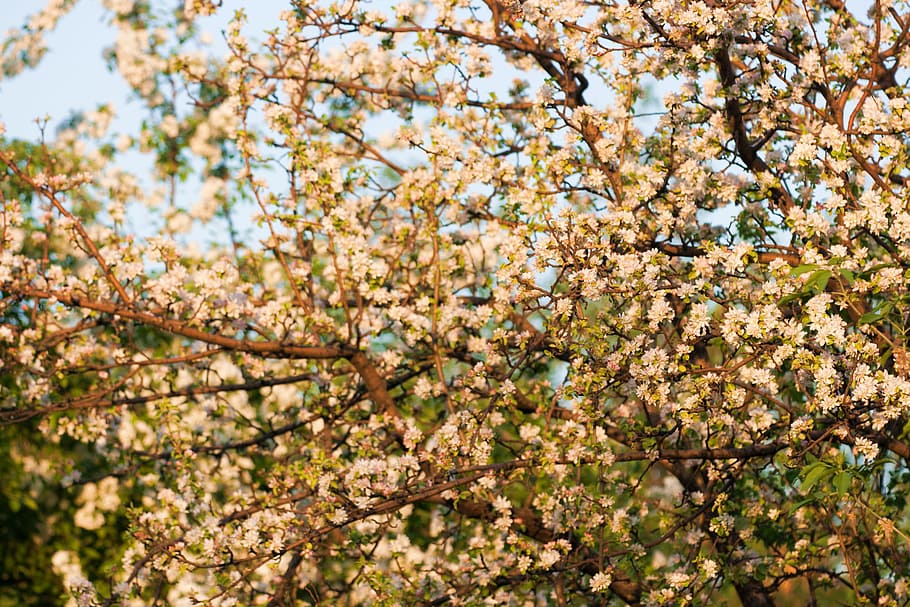 spring, flower, flowers, background, focus, closeup, outdoor HD wallpaper