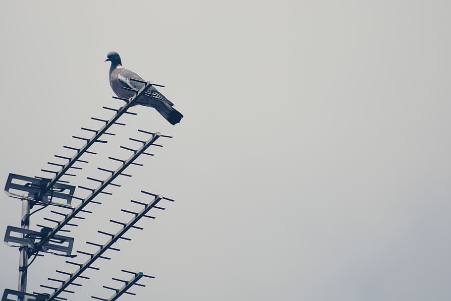 bird, aerial, animal themes, animals in the wild, vertebrate HD wallpaper