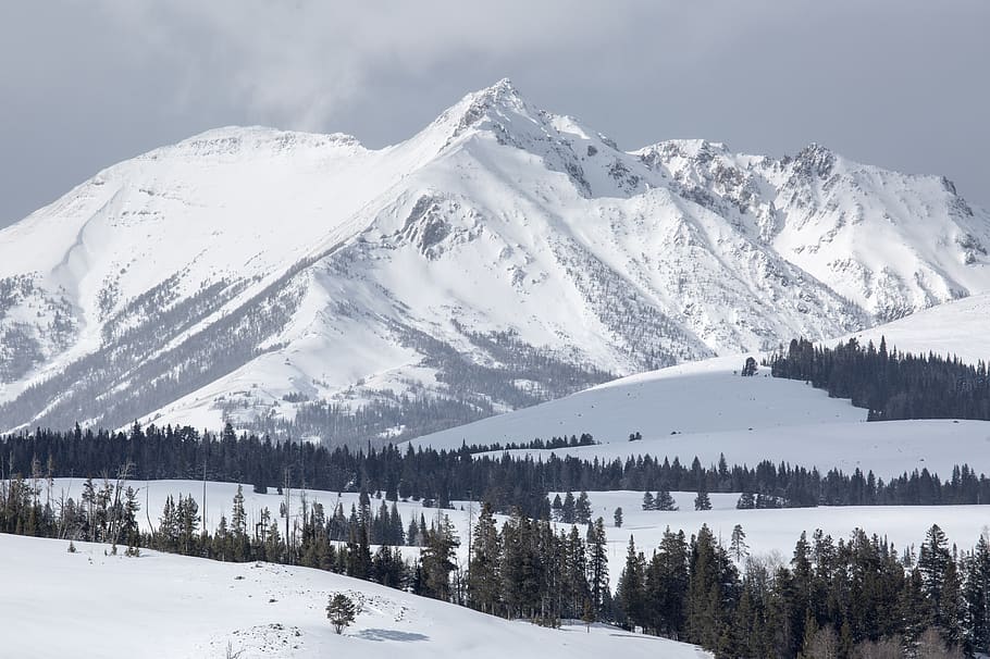Snow Covered Mountain, alpine, cold, conifer, evergreen, zing HD wallpaper