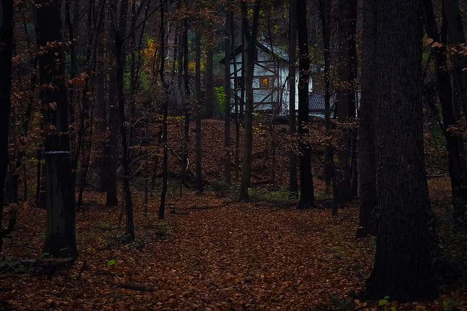 forest, house, nature, trees, landscape, rural, mood, wood HD wallpaper
