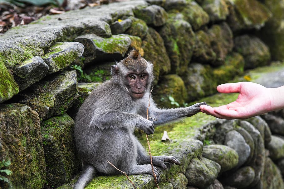 indonesia, sacred monkey forest sanctuary, baby, primate, animal wildlife