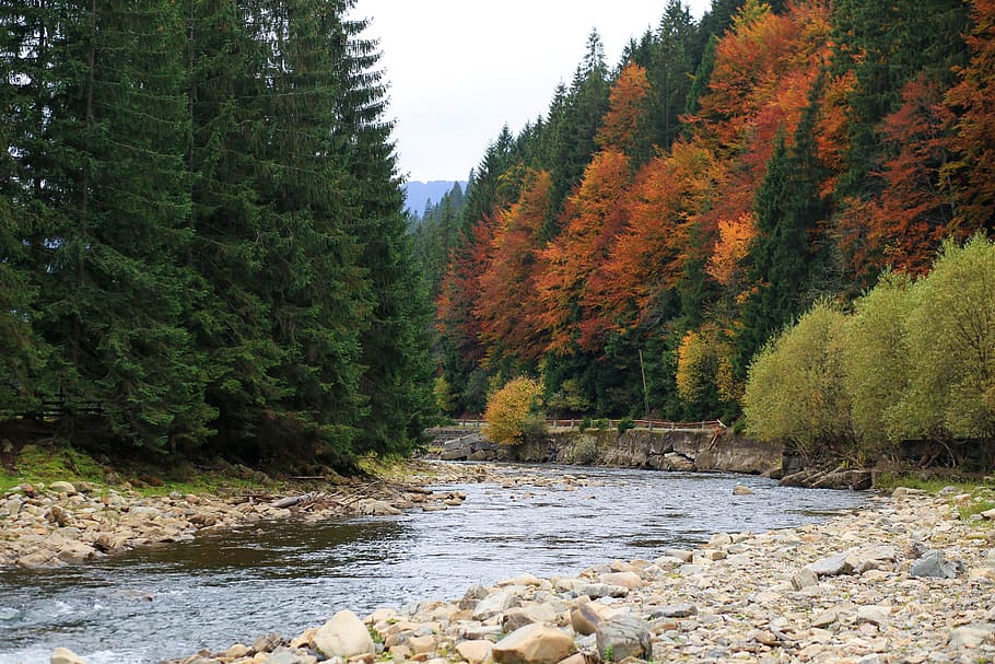 mountains, small river, fast, flows, stones, forest, the carpathians HD wallpaper