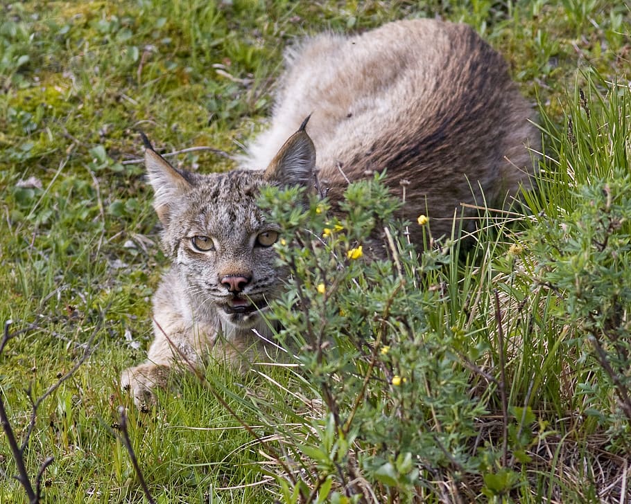 bobcat, lynx, predator, looking, crouching, stalking, wildlife HD wallpaper