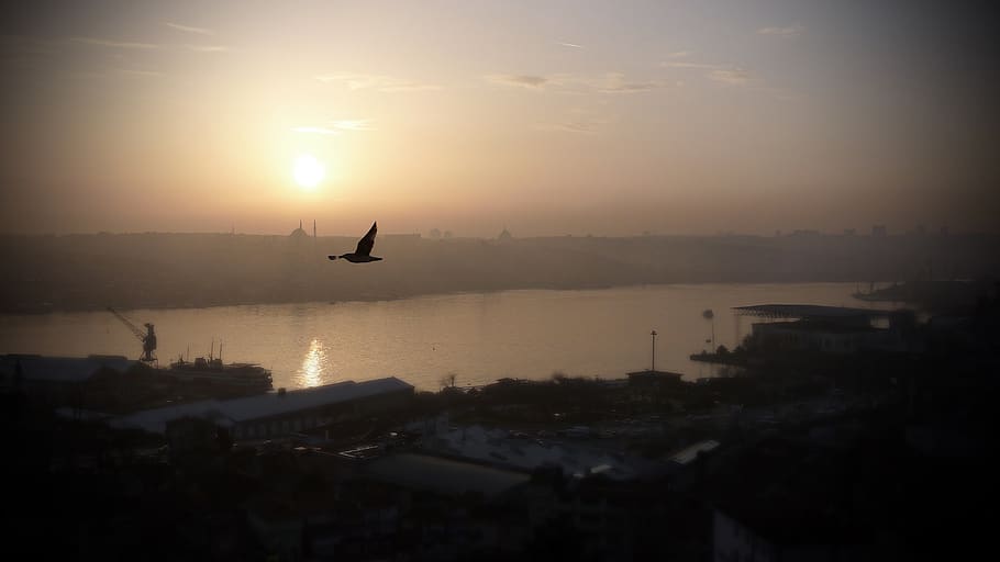 turkey, haliç, gull, bird, seaside, istanbul, mosque, landscape HD wallpaper