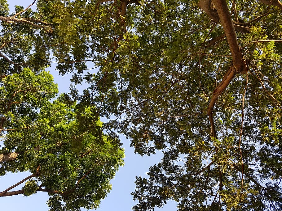 singapore, block 307 hdb serangoon, sky, trees, plant, low angle view, HD wallpaper