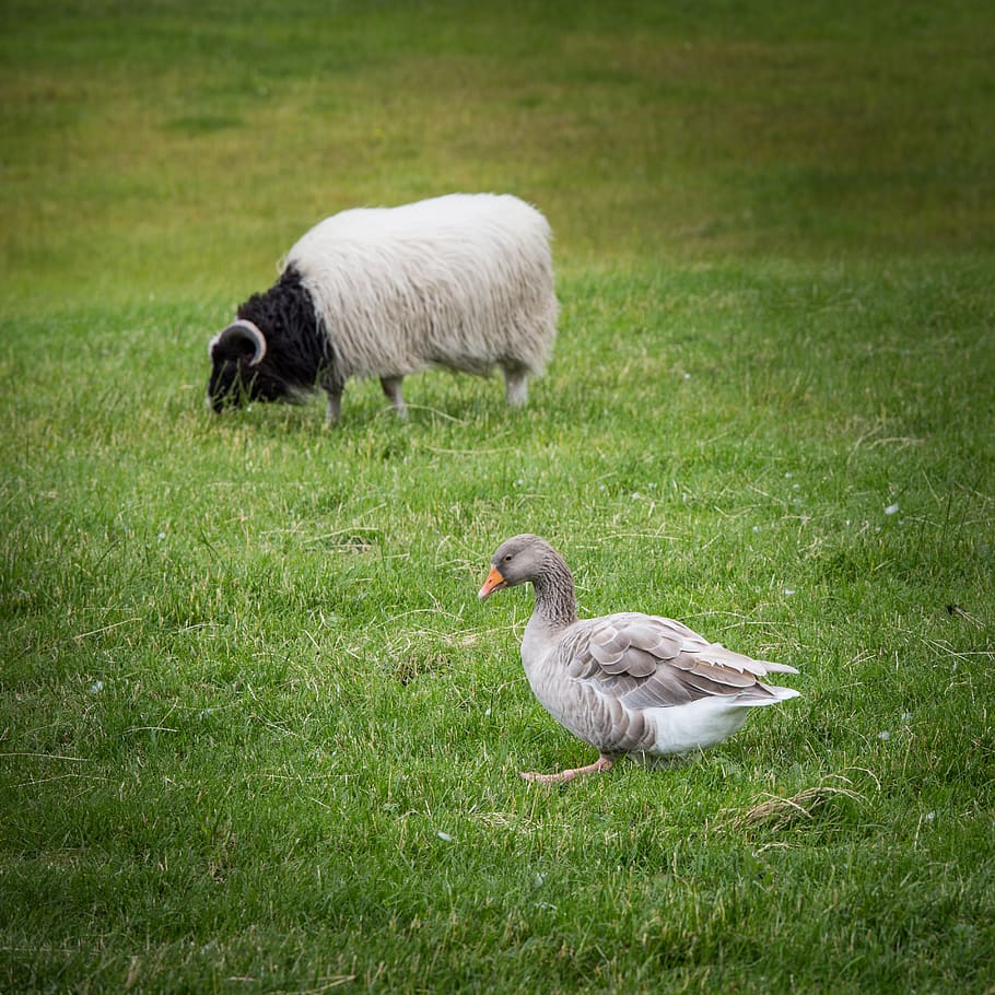 Gray sheep. Зеленый баран.