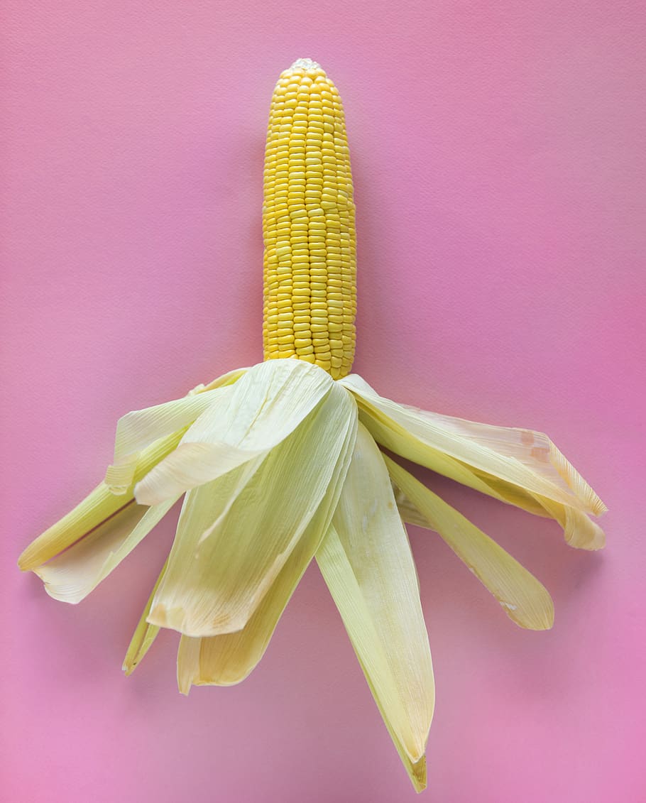 Yellow Corn With Peel on Pink Textile, background, bright, delicious HD wallpaper